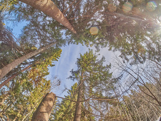 in the spruce forest in winter