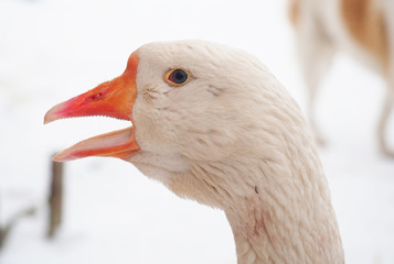 White goose in the village. Winter