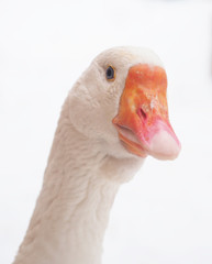 White goose in the village. Winter