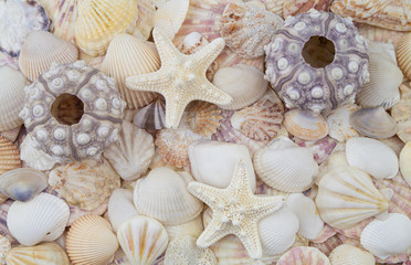 Sea urchins, starfishes and seashells