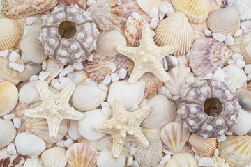 Sea urchins, starfishes and seashells background