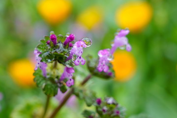 小雨の中、雨滴をつけたホトケノザ