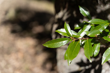 ABUNDANT NATURE