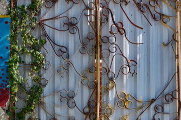 Old wrought-iron gates with openwork wrought-iron texture, rusty metal pattern with curls. Overgrown with trailing vegetation, metal-profile sheet as the main material