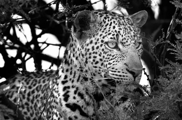Portrait of Leopard (Pantera pardus) in black and white. Serengeti National Park. Tanzania © C.MALE