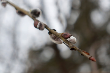 Spring buds of leaves on a tree branch. Close shot of leaf buds