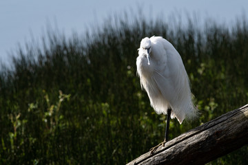 Aigrette garzette