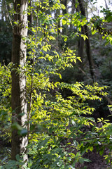 Fototapeta premium ABUNDANT NATURE