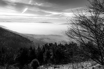 Sea of fog and mist between layers of mountains and hills, with a tree on the foreground