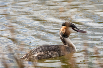 grébe huppé juvenil 