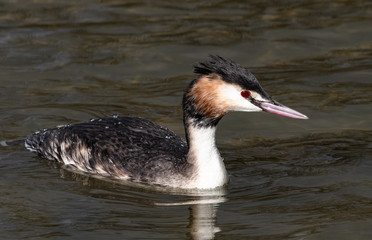 grébe huppé juvenil 