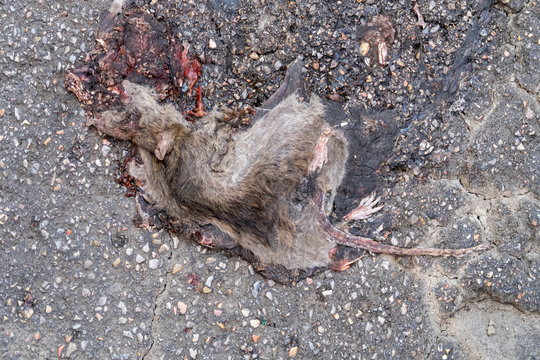 Dead rat !