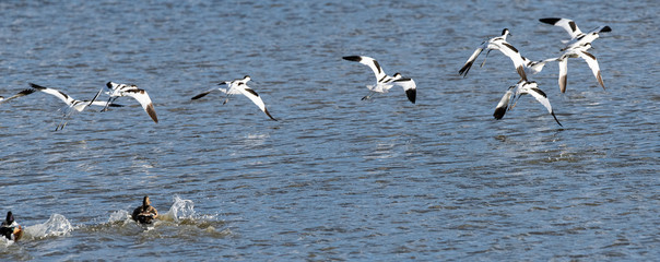 envolé d'eau divers (barge a queue noire , avocette élégante , carnard, mouette ....)