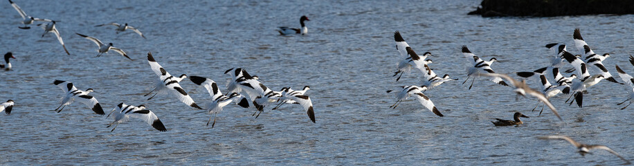 envolé d'eau divers (barge a queue noire , avocette élégante , carnard, mouette ....)