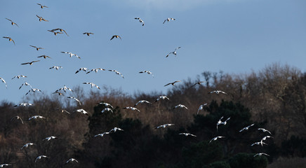 envolé d'eau divers (barge a queue noire , avocette élégante , carnard, mouette ....)