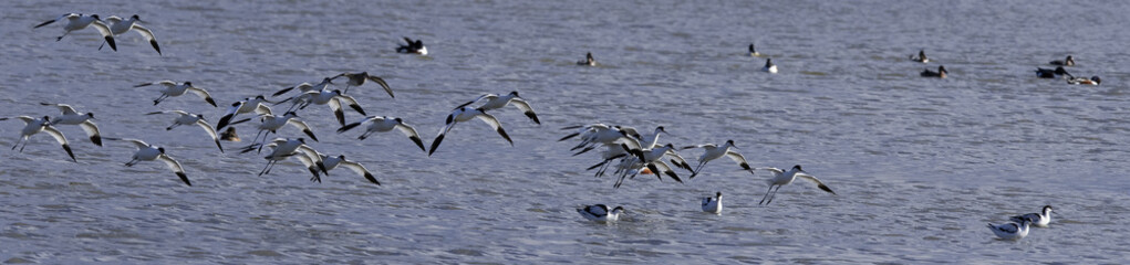 envolé d'eau divers (barge a queue noire , avocette élégante , carnard, mouette ....)