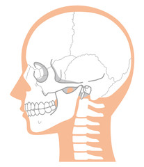 頭蓋骨　頭部の骨