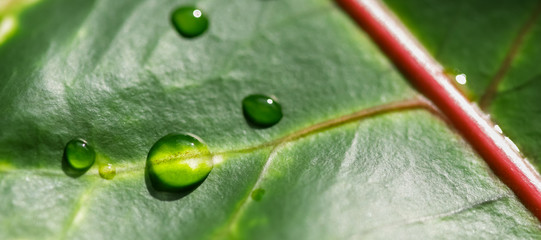 Abstract green background. Macro Croton plant leaf with water drops. Natural background for brand design © OLAYOLA