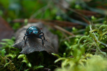 Beetle in the forest, close-up