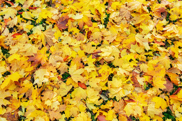 Fallen yellow maple leaves in the Park, texture, autumn concept