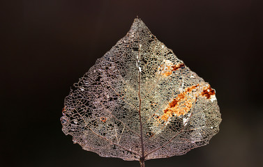 Macro shot of leaf vein skeleton. Abstract texture background.