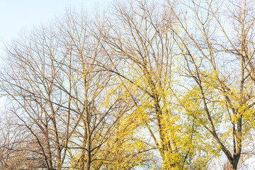 Fototapeta premium Autumn landscape in the forest, beautiful trees with yellowed leaves