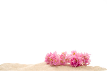 Beautiful blossom pink Bougainvillea on sand isolated on white background. 