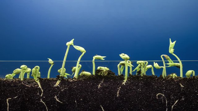 Growing green plant on blue background time lapse