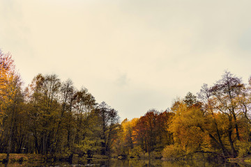 Autumn landscape in the forest, beautiful trees with yellowed leaves