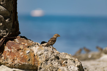 A flock of passerine birds swimming in salt water, on the black sea, on small and large stony pebbles. Frolicking feathered individuals on the coast.