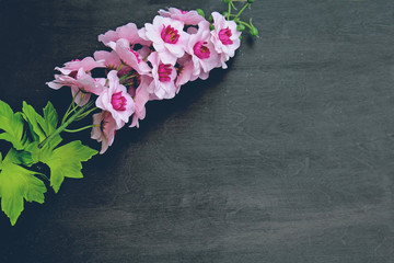 Beautiful flowers isolated on white background