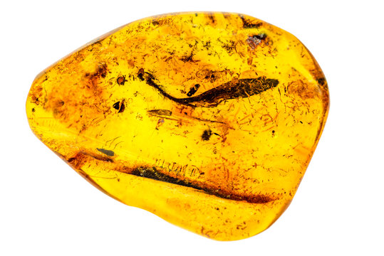 Amber with inclusions of insects in a macro