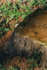 ABUNDANT NATURE