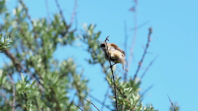 The Eurasian penduline tit or European penduline tit (Remiz pendulinus) is a passerine bird of the genus Remiz. 