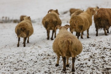 Moutons Islandais 