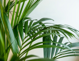Close up of green indoor plant on white wall. Minimal style interior decoration