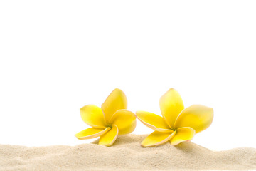 Beautiful blossom yellow plumeria flower on sand beach against white background.