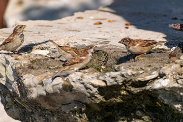 A flock of passerine birds swimming in salt water, on the black sea, on small and large stony...