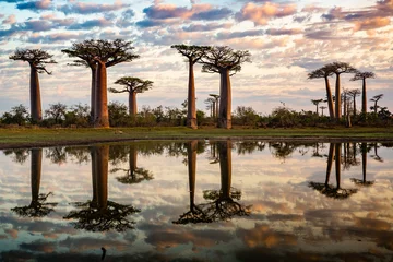 Fotobehang Beautiful Baobab trees at sunset at the avenue of the baobabs in Madagascar © vaclav