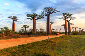 Beautiful Baobab trees at sunset at the avenue of the baobabs in Madagascar