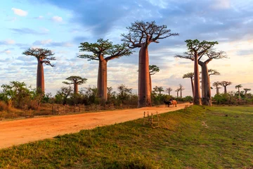 Foto op Canvas Mooie Baobab-bomen bij zonsondergang aan de laan van de baobabs in Madagascar © vaclav