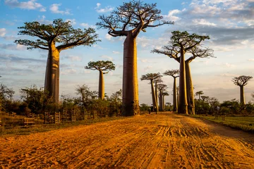 Fototapeten Beautiful Baobab trees at sunset at the avenue of the baobabs in Madagascar © vaclav