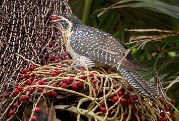 Eastern Koel