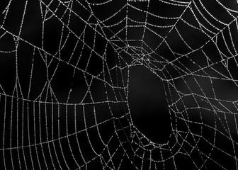 Dewy web