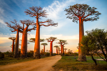 Beautiful Baobab trees at sunset at the avenue of the baobabs in Madagascar - obrazy, fototapety, plakaty