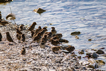 A flock of passerine birds swimming in salt water, on the black sea, on small and large stony...