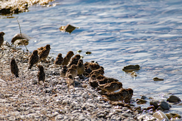 Fototapeta premium A flock of passerine birds swimming in salt water, on the black sea, on small and large stony pebbles. Frolicking feathered individuals on the coast.