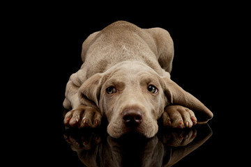 Studio shot of a beautiful Weimaraner puppy