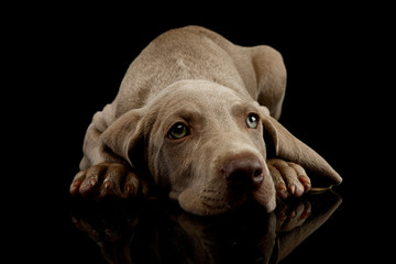 Fototapeta na wymiar Studio shot of a beautiful Weimaraner puppy