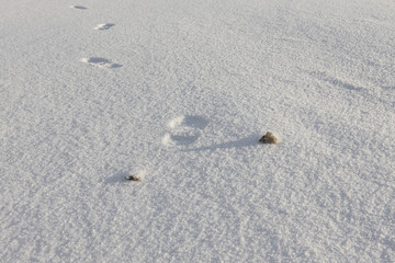 Stone and traces on the snow surface. Solitude in the Arctic circle